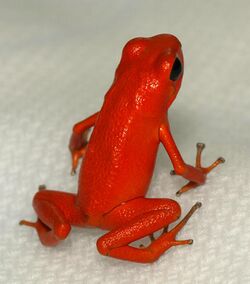 Oophaga pumilio Zoo.jpg