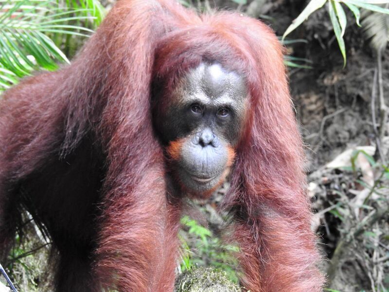 File:Orangutan Cindy in October 2018 by Andrea.jpg
