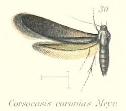 PL.2-30-Corsocasis coronias Meyrick, 1912.jpg