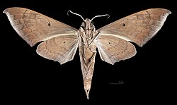 Pachylia darceta MHNT CUT 2010 0 340 Gasayaco Amazonie (Oriente) Ecuador male ventral.jpg