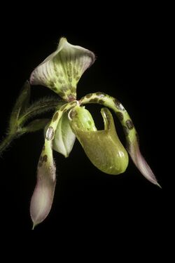 Paphiopedilum haynaldianum (Rchb.f.) Stein, Orchid.-Buch 470 (1892). (51078081157).jpg