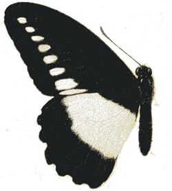 Papilio fuelleborni.JPG
