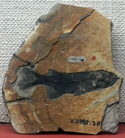 ParalycopteraWui-PaleozoologicalMuseumOfChina-May23-08.jpg