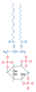 Phosphatidylinositol-4,5-bisphosphate.svg