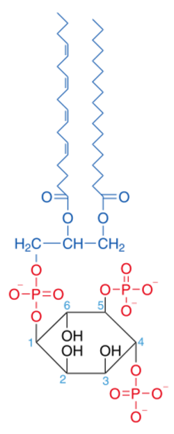 Phosphatidylinositol-4,5-bisphosphate.svg