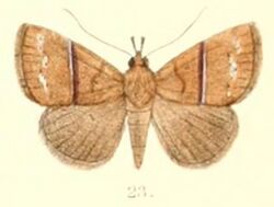 Pl.6-23-Harita rectilinea Moore, 1882.JPG