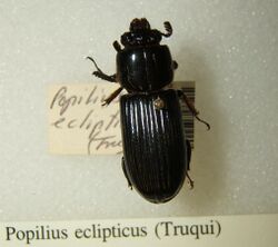 Popilius eclipticus sjh.jpg