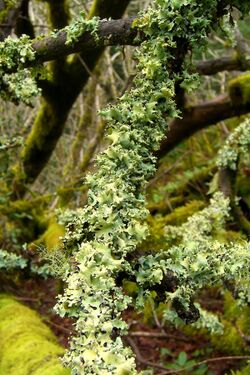 Powdered Ruffle Lichen (982620239).jpg