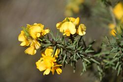 Pultenaea daltonii.jpg