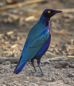 Purple Glossy-Starling (Lamprotornis purpureus) - Gambia.jpg
