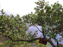 Quercus spinosa.jpg