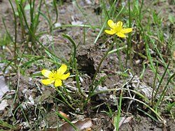 Ranunculus reptans 2.JPG