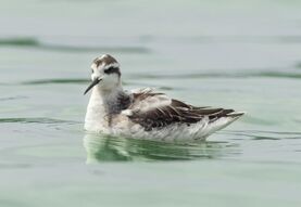 A photograph of a red-necked phalarope, a small duck-like bird, sitting on the surface of water.