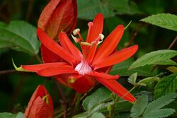 Red Passion Flower (Passiflora coccinea) (39972254842).jpg