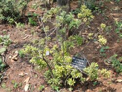 Rhododendron spiciferum - Kunming Botanical Garden - DSC02860.JPG