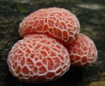 A group of three convex red-pink objects with a network of lighter-colored whitish or light pink ridges on the surface, clustered together and growing out of the side of a log.