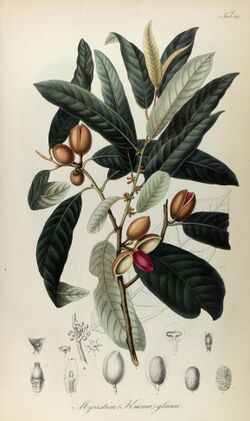 Rumphia, sive, Commentationes botanicæ¦ imprimis de plantis Indiæ¦ Orientalis (8329512701).jpg
