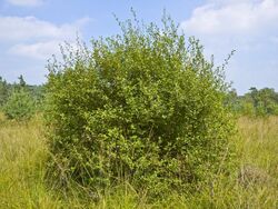 Salix aurita 007.jpg