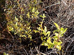 Salix myrtillifolia.jpg