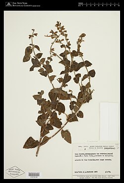 Salvia grewiifolia.jpg