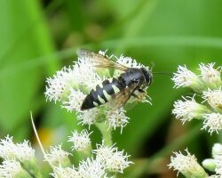 Sand Wasp (Bicyrtes quadrifasciatus), FWG.jpg