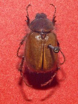 Scarabaeidae - Elaphocera emarginata.JPG