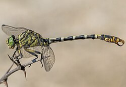 Small pincertail (Onychogomphus forcipatus) male Bulgaria (cropped).jpg