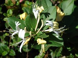 Starr 071024-0039 Lonicera japonica.jpg