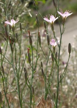 Stephanomeria tenuifolia 2 RF.jpg
