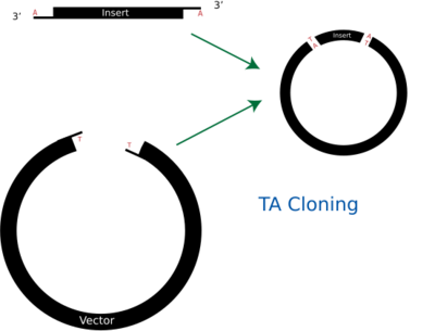 Diagram of TA Cloning.