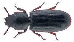 Tenebroides fuscus (Goeze, 1777).png