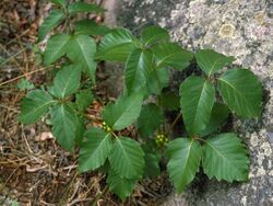 Toxicodendron rydbergii UGA1208036.jpg