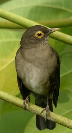 Turdus nudigenis - perched.jpg