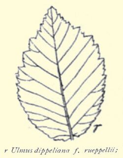Ulmus dippeliana f. rueppellii.jpg