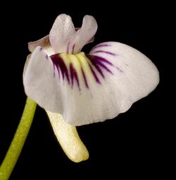 Utricularia violacea - Flickr - Kevin Thiele (1).jpg