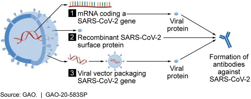 File:Vaccine candidate mechanisms for SARS-CoV-2 (49948301838).jpg