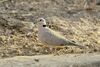 Vinaceous Dove - Gambia (31806394634).jpg