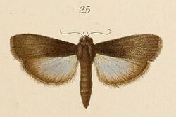 Voeltzkow-pl.6-fig.25-Epicrocis signatella Pagenstecher, 1907.JPG