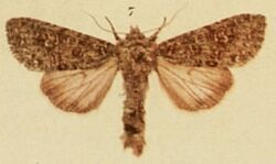 White Colon Moths of the British Isles.jpg