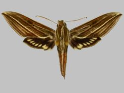Xylophanes rhodotus, male, upperside. Peru, Carabaya, S. Domingo.jpg