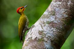 Yellow-throated woodpecker (Piculus flavigula).jpg