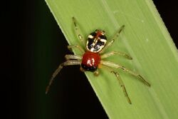 Yellow & black Crab spider from W-Java (5486434498).jpg