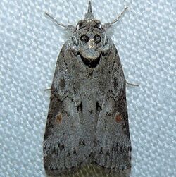 - 8978 – Nycteola metaspilella – Forgotten Frigid Owlet Moth (16038218650).jpg