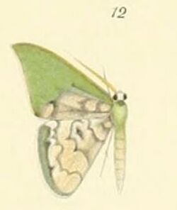 12-Tachychlora lepidaria Möschler, 1881.JPG