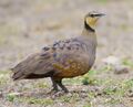 2009-Yellow-throated-sandgrouse.jpg