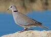 2012 Ring-necked Dove, crop.jpg