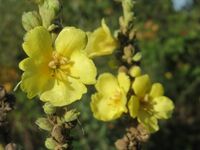 20150930Verbascum thapsus2.jpg