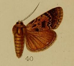 40-Macalla eumictalis Hampson, 1912.JPG