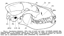 A Lower Miocene fauna from South Dakota (1907) fig. 4.png