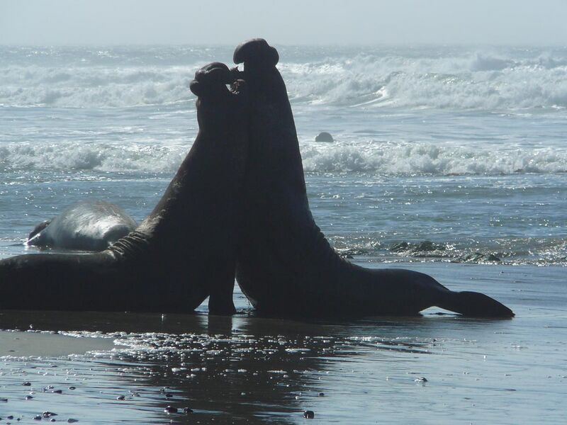 File:Adult Male Elephant Seals Battling.jpg